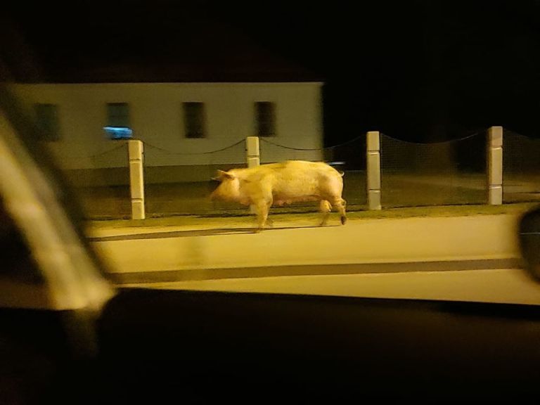 tišina, pobegel-prašič