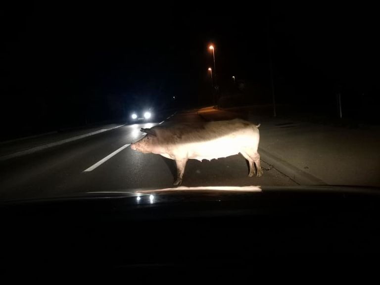 tišina, pobegel-prašič
