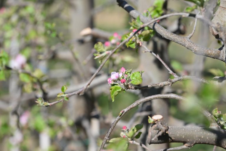 ivanovci, adam-novak, sadjar, pozeba, kmetijstvo, sadnjo-drevje, sadovnjak