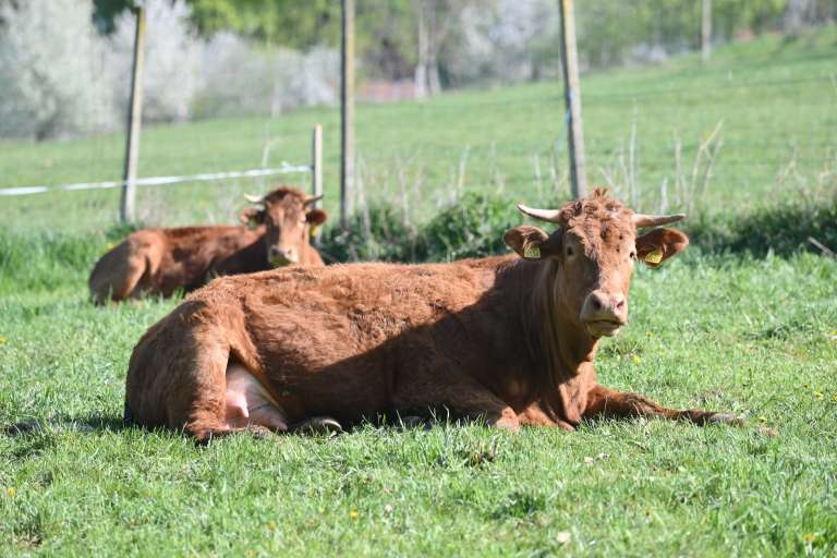 gerlinci, mesarija-vogrinčič-hanžel, kmetijstvo, govedoreja