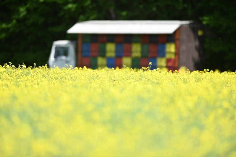 kmetijstvo, oljna-repica, oljna-ogrščica