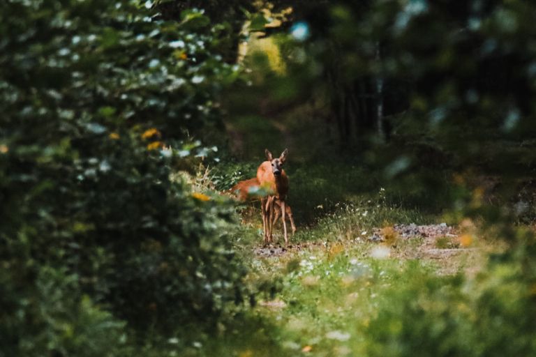 jesen, jesenske-barve, narava, gozd, barve