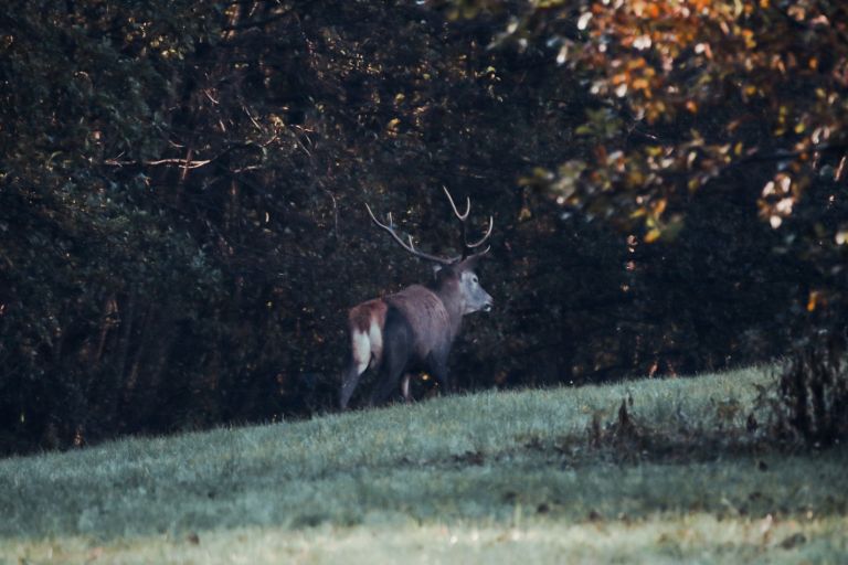 jesen, jesenske-barve, narava, gozd, barve