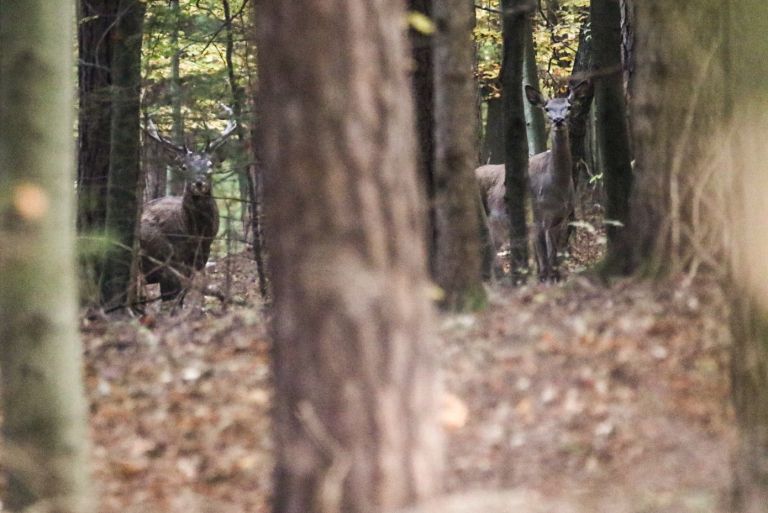 jesen, jesenske-barve, narava, gozd, barve