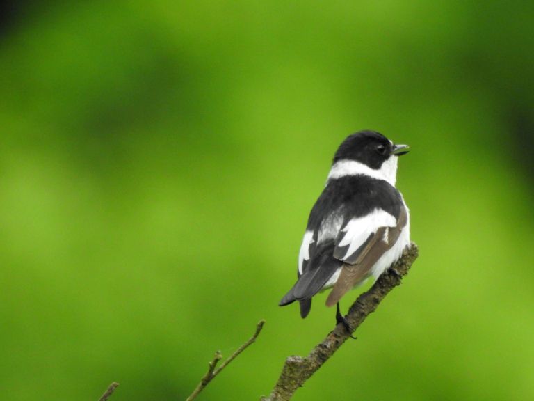 2__ficedula_albicollis_belovrati_muhar_plev_2017_05_20__7_.jpg