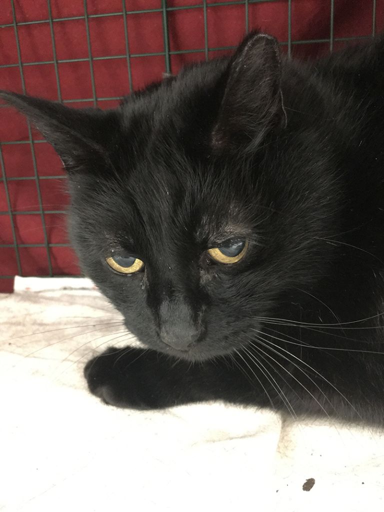 zavetišče-ljubljana, rog, mačka