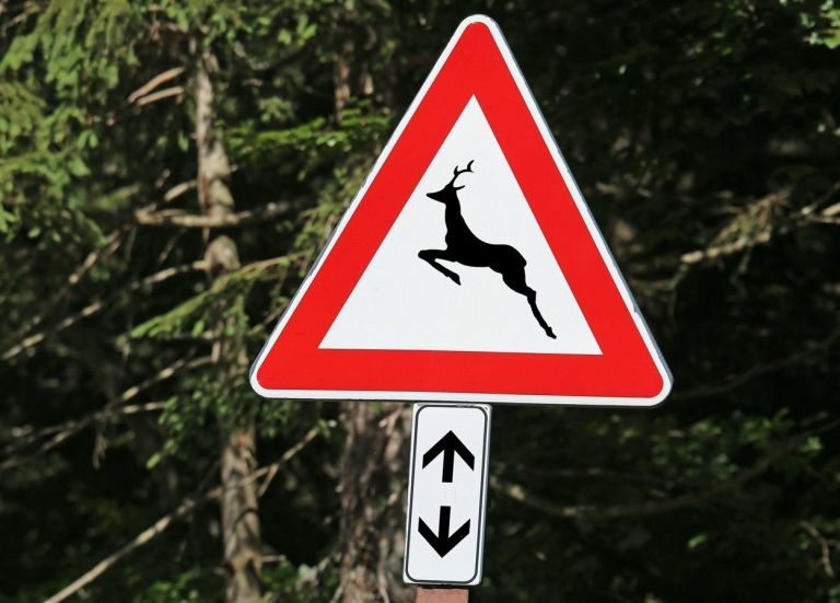 Divjad na cesti