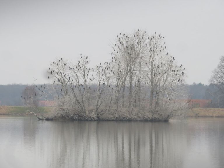 Gajševsko jezero, kormorani