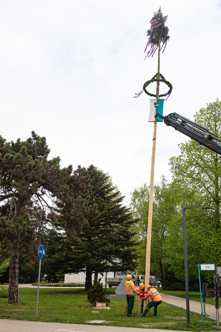 mlaj, postavljanje-mlaja, trg-zmage, murska-sobota