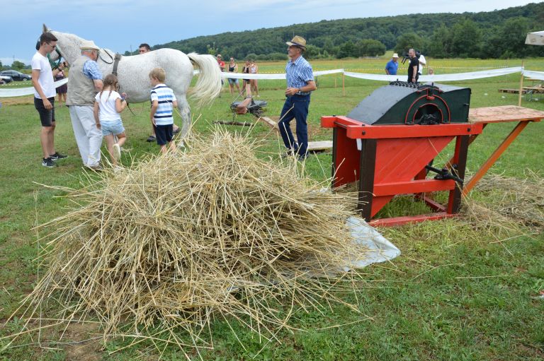 domanjševci, praznik-žetve, žetev-in-mlatitev