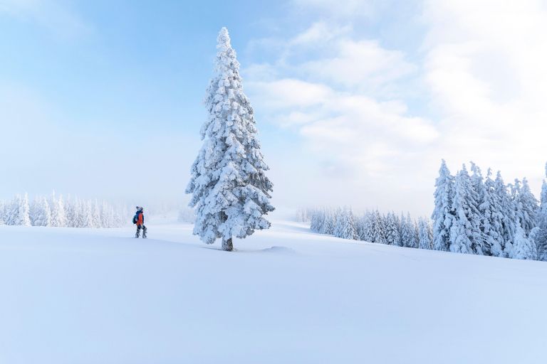 zima, smreka, sneg.jpg