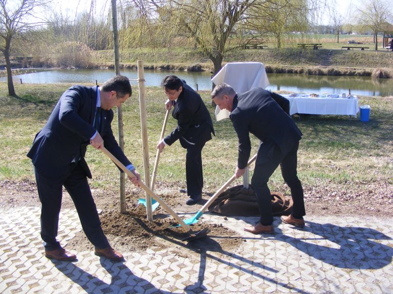 japonska-češnja, občina-lendava