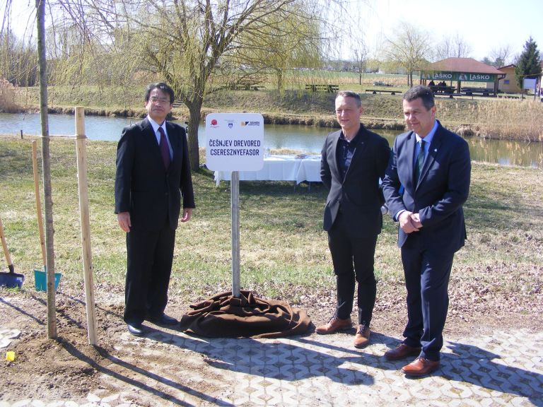 japonska-češnja, občina-lendava