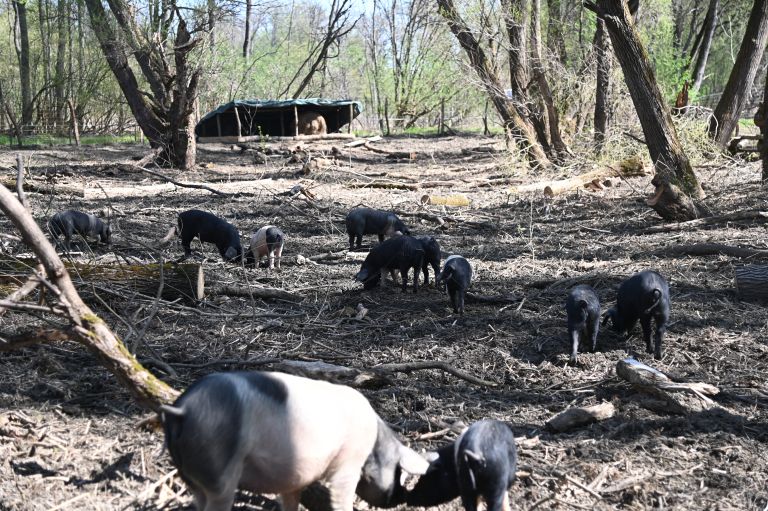 krškopoljski-prašiči, murski-gozd, projekt-natura-mura