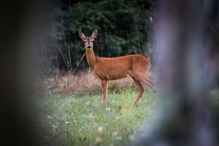 jesen, narava, divjad, utrinki