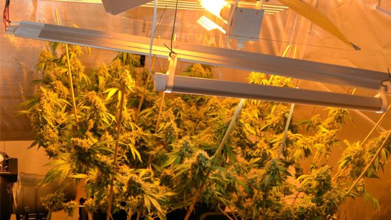 zaseg-konoplje-velenje