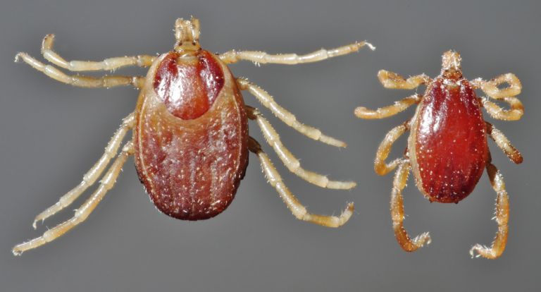 Hyalomma-anatolicum-female-male