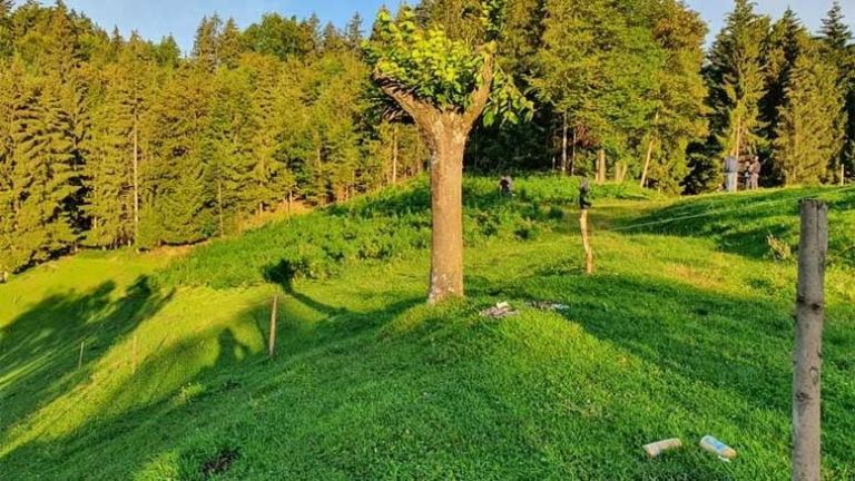 zaseg-konoplje