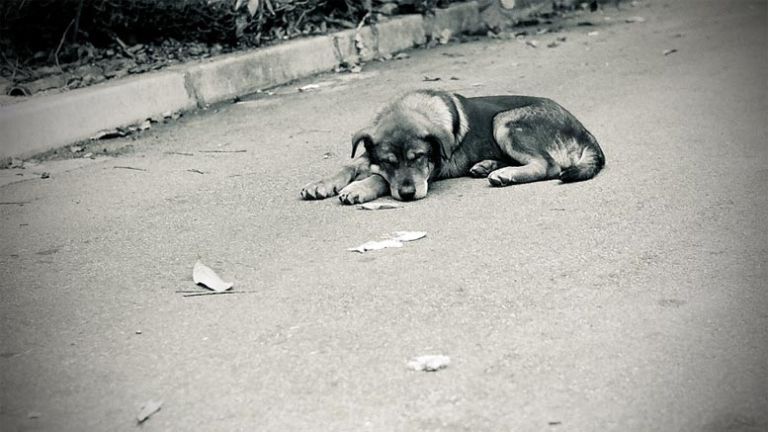 zapuscene-zivali-pes