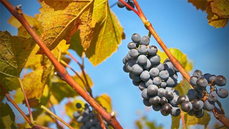 vinograd-grozdje