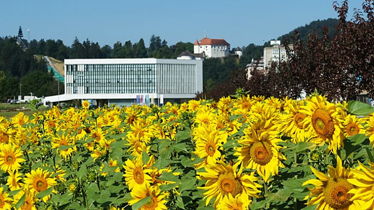 sončnice 1217 (mala)