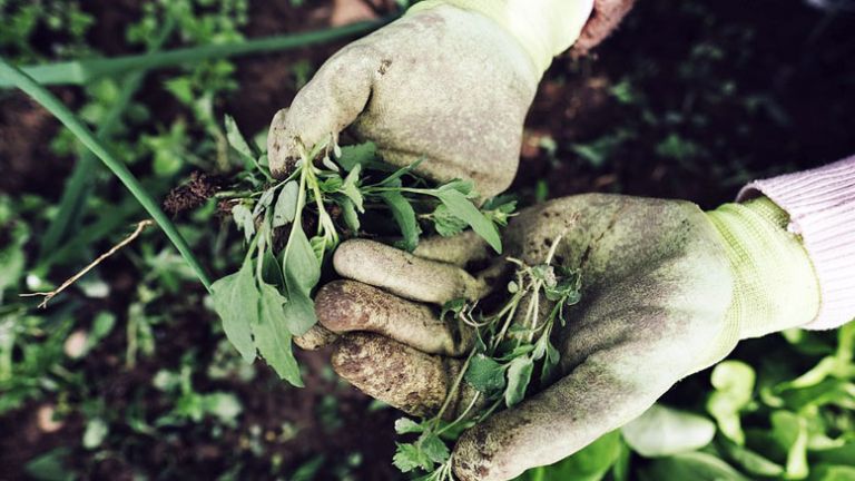 kmetijstvo_polje_rastline