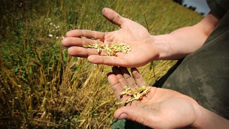 kmetijstvo, pridelek, polje, žito, delavec