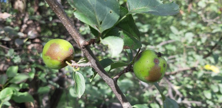 Wildapfel, Foto M. Kohler-Schneider, BOKU Wien