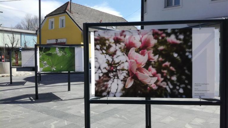 Zgodbe-dreves-ki-niso-le-za-les