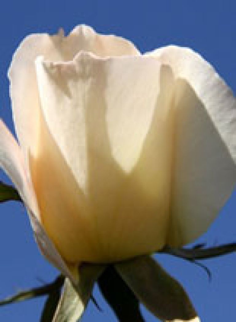 Djordjević-Tomislav-1937