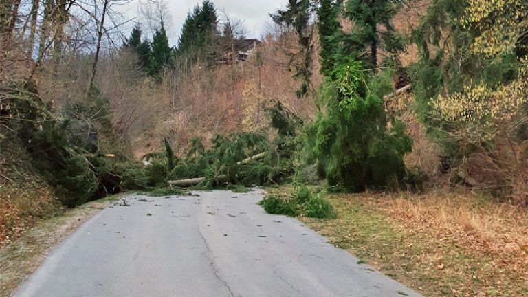 podrta-smreka-ljubljanska