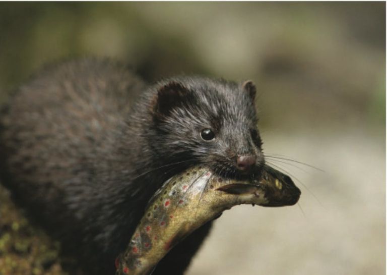 mink