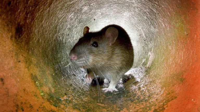 rat