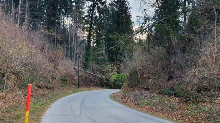 ljubljanska-drevo-podrto