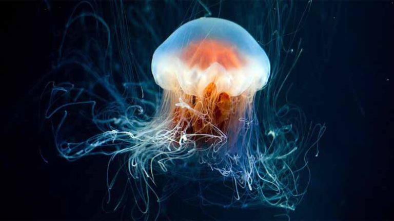 meduza