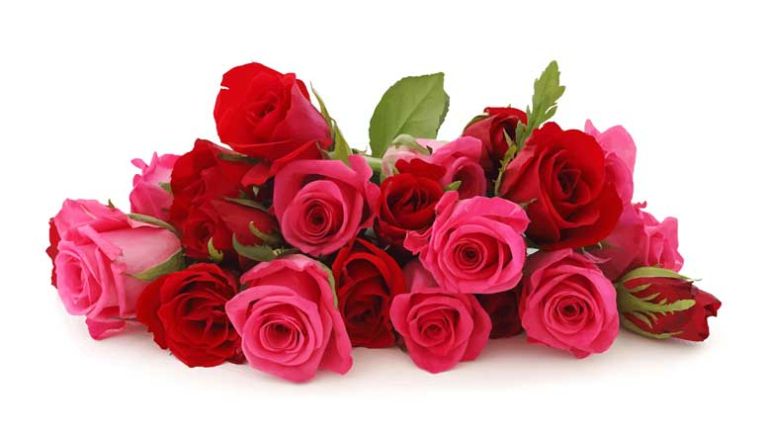 roze-flowers-1335636