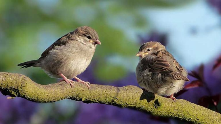 ptički-sparrows-3434123_1920