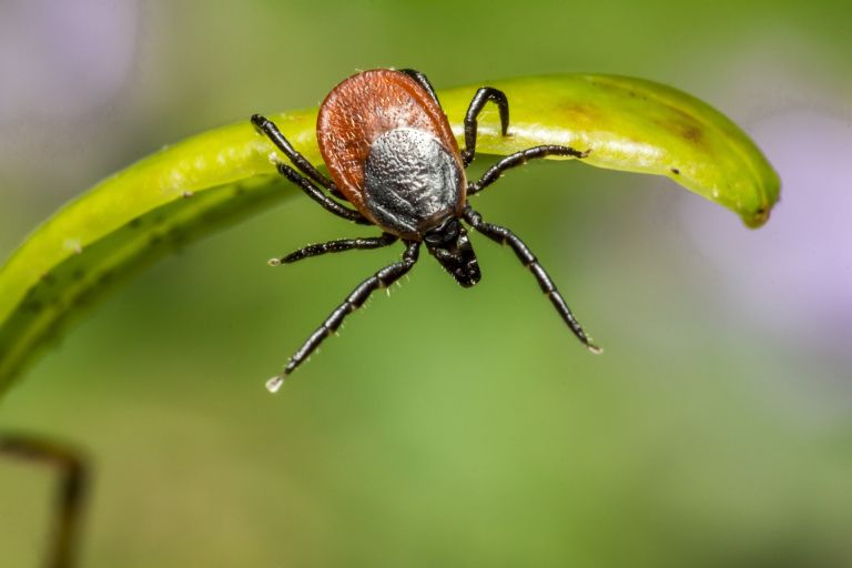 Klop_ixodes-ricinus-g8f3bb0b8d_1920.jpg