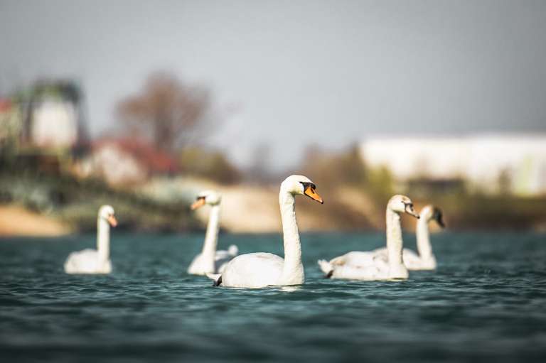 soboško-jezero, expano, pomlad, labodi