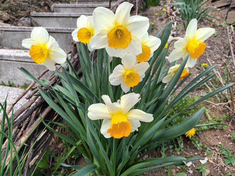 narcise-(4).jpg