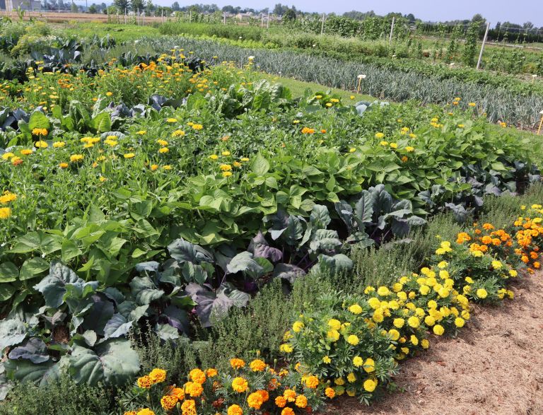 pisan vrt je zdrav vrt.JPG