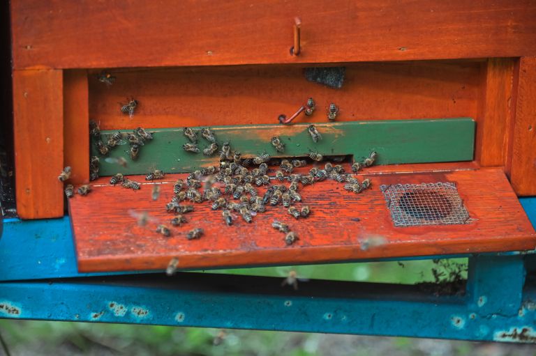 čebelarstvo-donko, čebele, med, čebela, panj