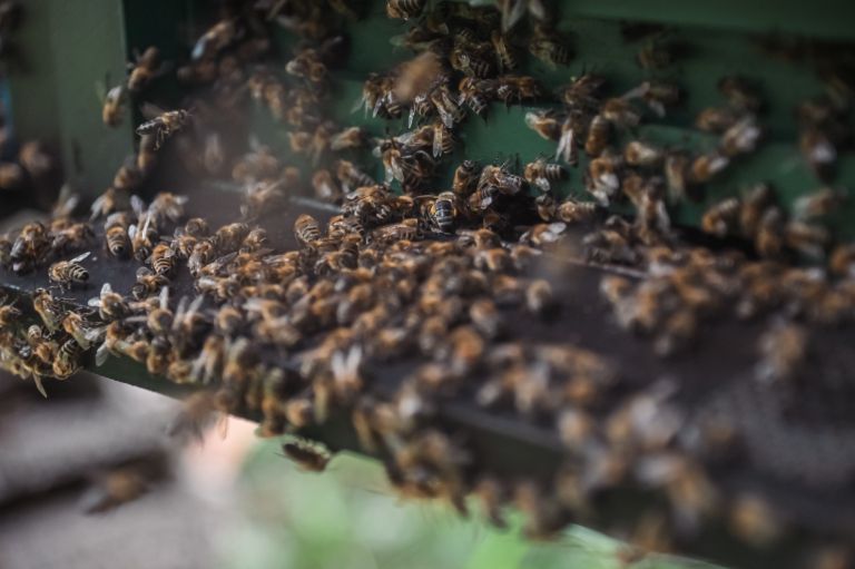čebelarstvo-donko, čebele, med, čebela, panj