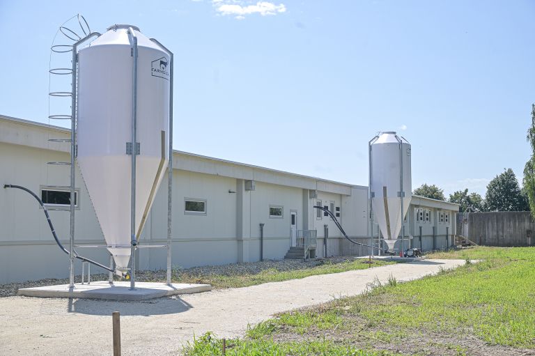 prašičja-farma-kmetija-ljutomerčan, cven, prašičereja, kmetijstvo