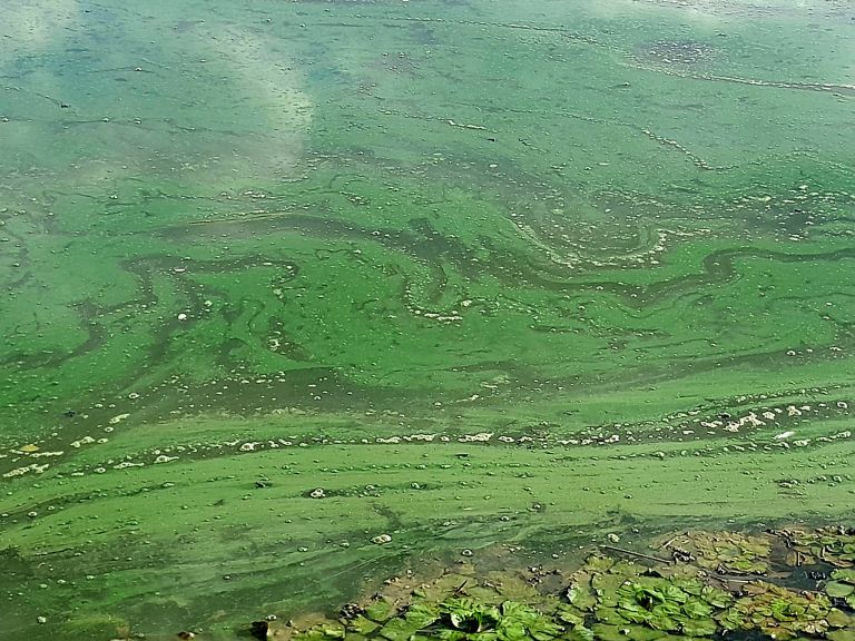 ledavsko jezero, cvetenje