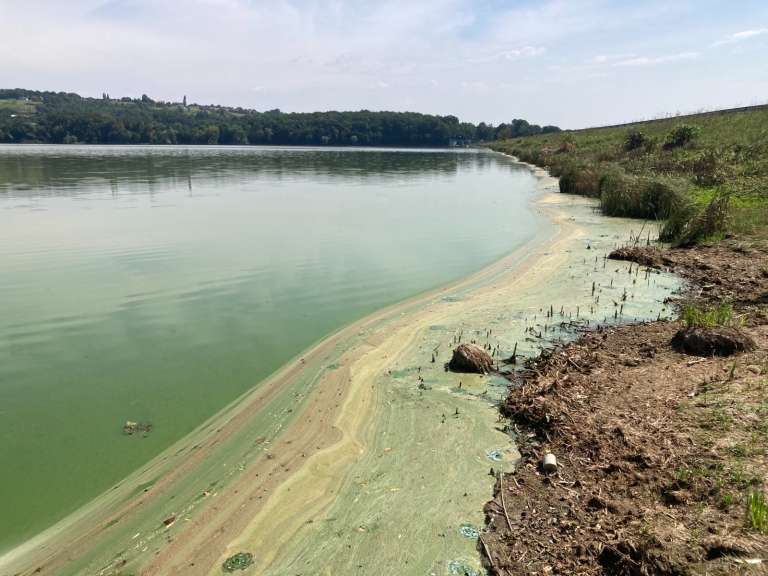 cianobakterije, ledavsko-jezero