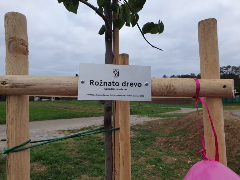 _roznato_drevo__02_.jpg