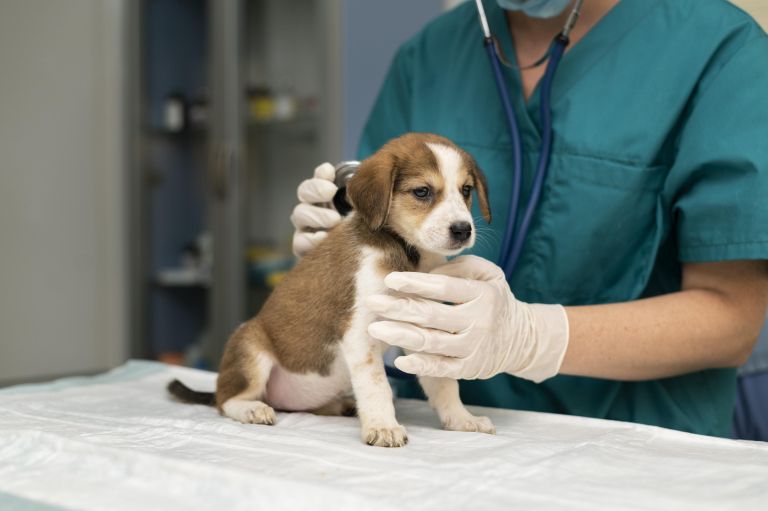 close-up-veterinarian-taking-care-dog.jpg