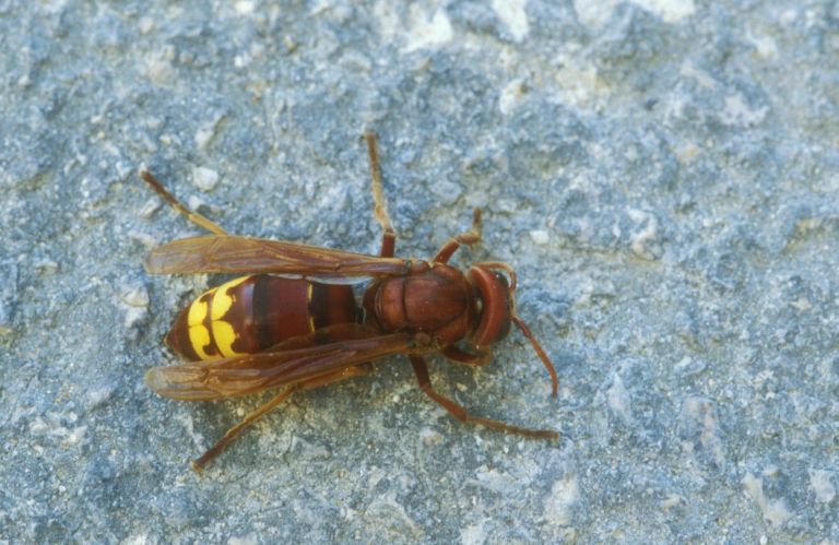 Vespa orientalis, orientalski sršen