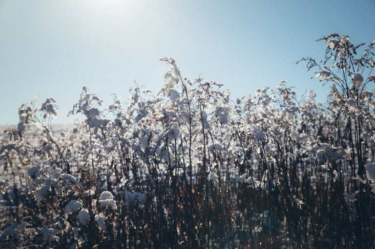 simbolična, sneg, zima, gozd, polje, goričko, zasnežena, taljenje